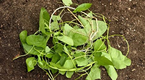 binkdwte|How to Get Rid of Bindweed: 7 Pro Tips